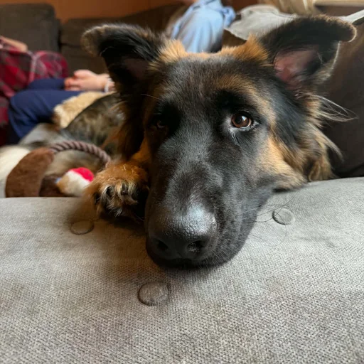 Draco — Guard Dog